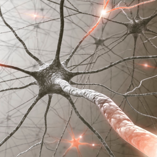 Deze zenuw beïnvloedt functies zoals hartslag, ademhaling en spijsvertering en speelt een belangrijke rol in emotionele reacties. Het stimuleren van de nervus vagus kan helpen om stress en angst te verminderen en het algemene welzijn te bevorderen.