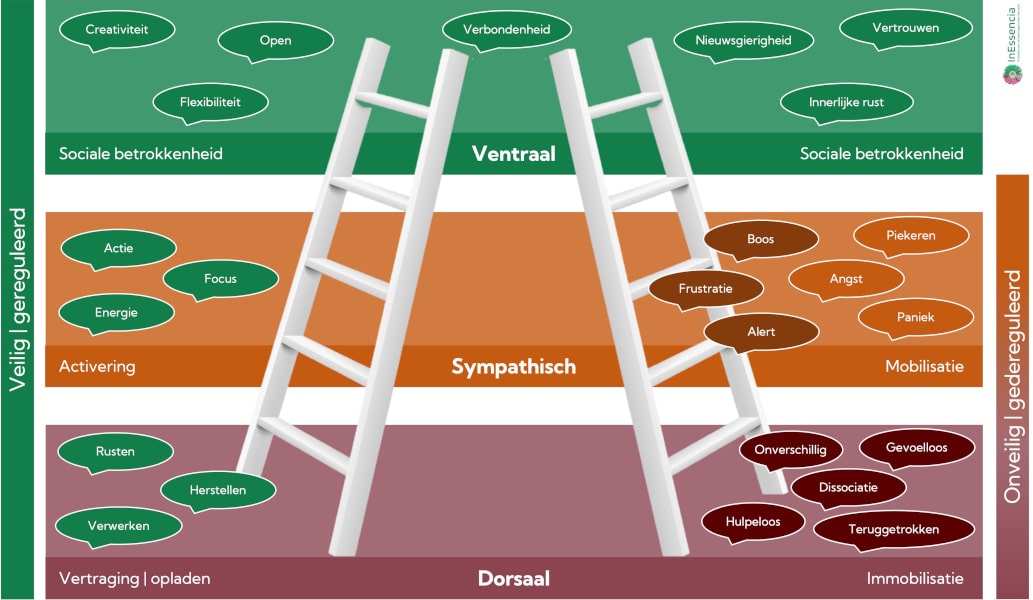 De polyvagaaltheorie onderscheidt drie hoofdreacties die werken als een hiërarchische ladder. Het bovenste systeem functioneert wanneer we ons veilig voelen, terwijl de andere twee systemen reageren op onveilige situaties.