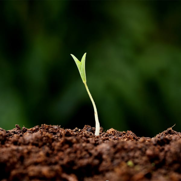 Wat betekent traumasensitief werken? Traumasensitief werken verlegt de focus van het bestrijden van symptomen – ‘wat is er met jou aan de hand?’ – naar het behandelen van de onderliggende oorzaken: ‘wat is er met jou gebeurd?’