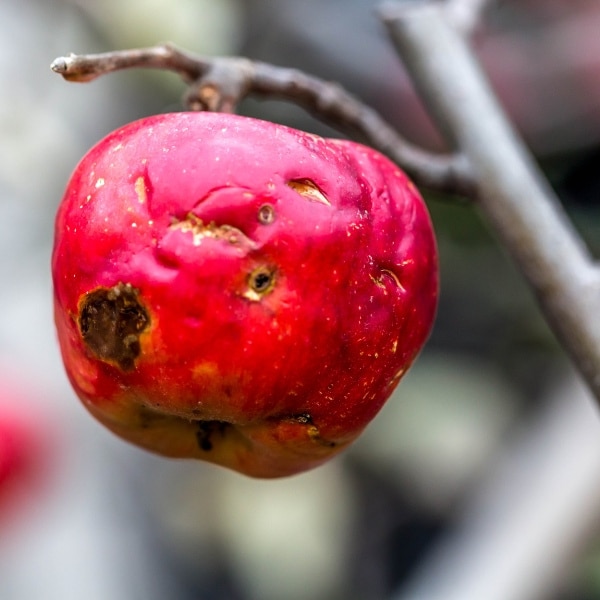 Schaamte wordt toxisch wanneer ze niet meer tijdelijk is, maar een identiteit vormt: “Ik bén niet goed genoeg.”